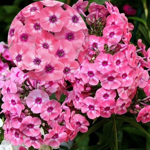 Phlox paniculata 'Larissa' - Aed-leeklill 'Larissa' P9/0,55L          